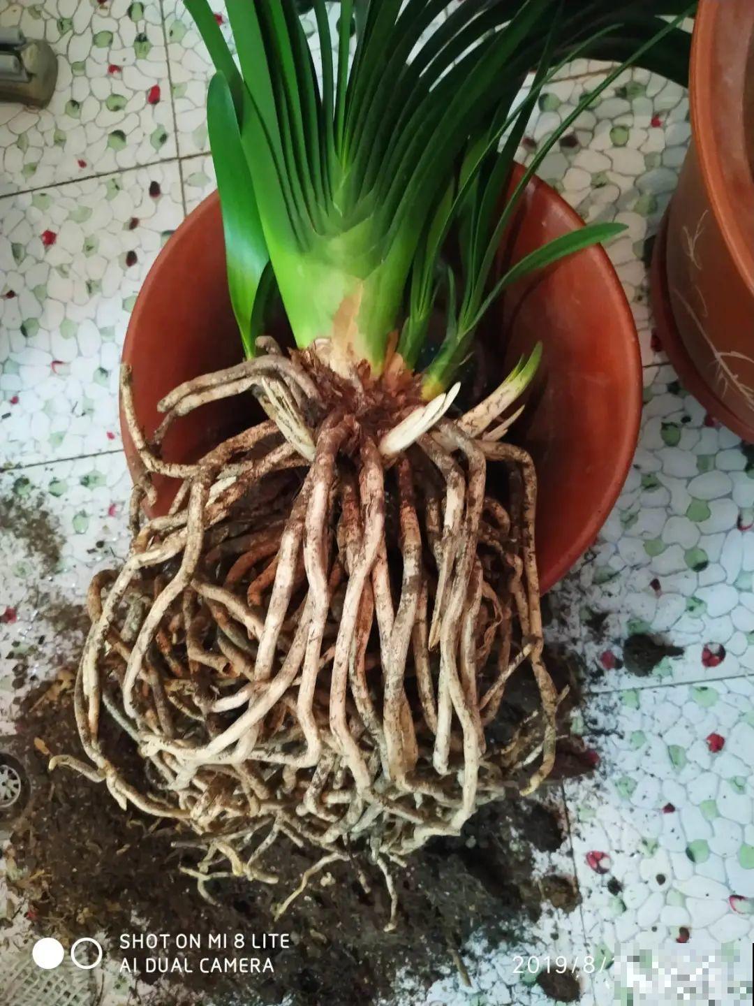 换盆时间到,换好后植物呼呼长,不换全年不开花 换盆时间到,换好后植物呼呼长,不换全年不开花