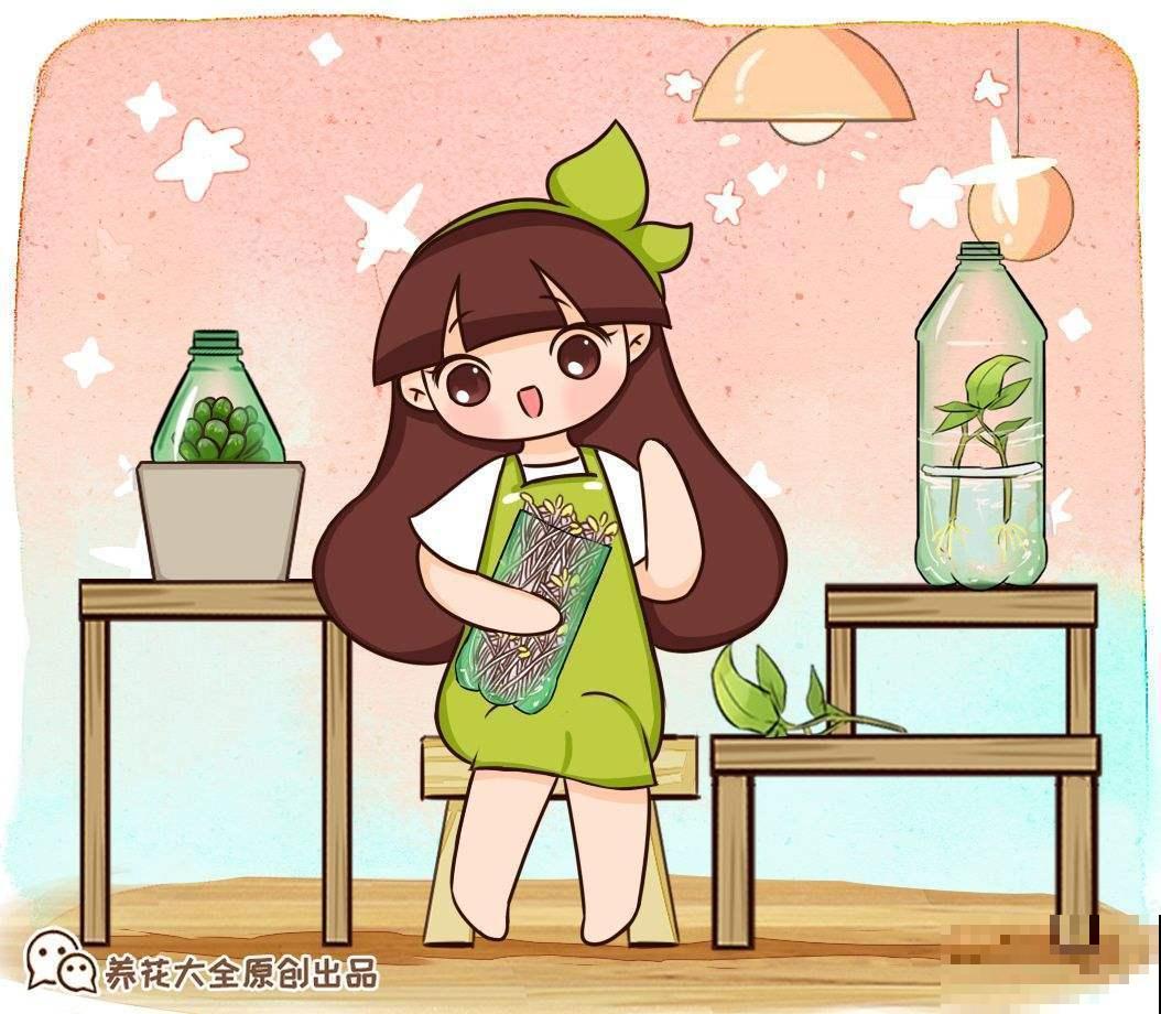 想在夏天养多肉？看看这5种，放在阳台无压力