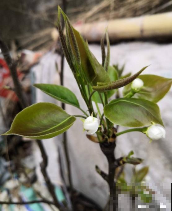 苹果VS梨，两大最常见水果，哪个种植更简单？