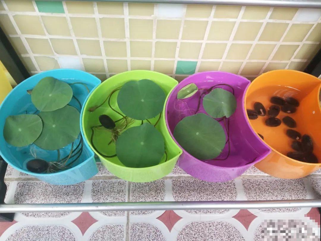 聪明人养4种花,一定记得收种子,多的能赚钱 聪明人养4种花,一定记得收种子,多的能赚钱