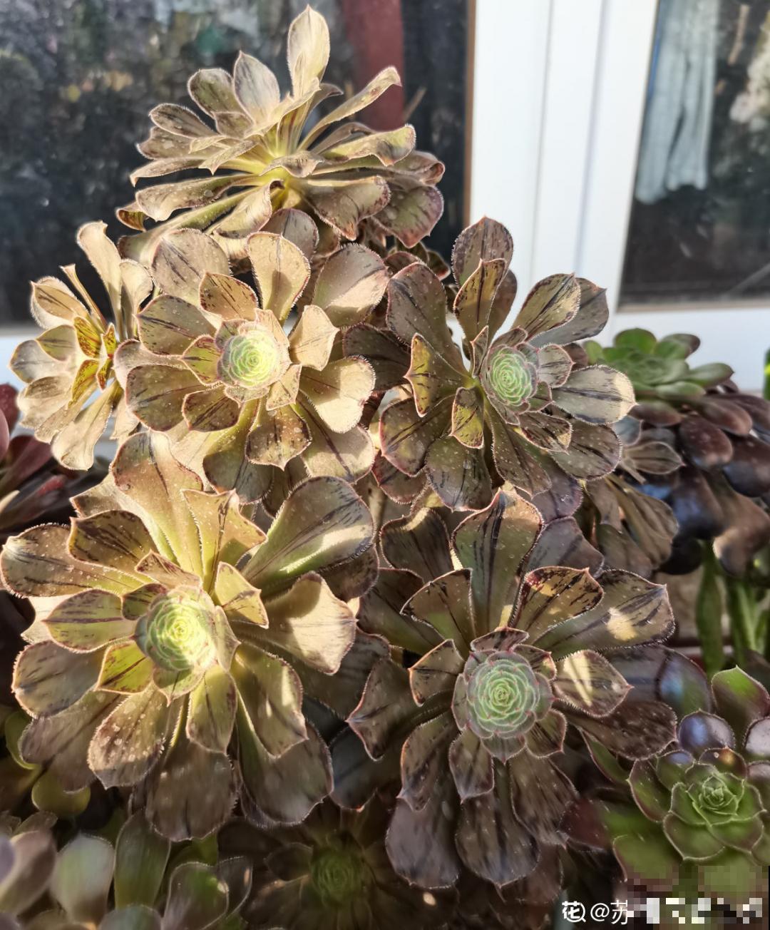 夏天养多肉，学会判断休眠状态，先“保命”要紧