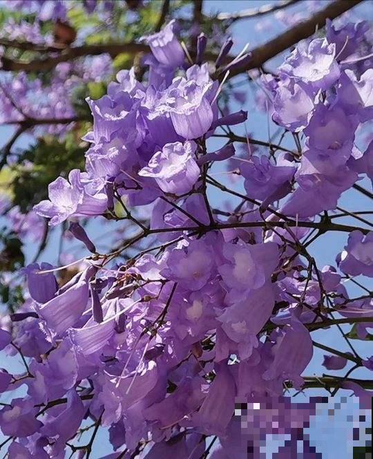 100种常见花,今天终于知道叫什么名了,建议收藏 100种常见花,今天终于知道叫什么名了,建议收藏