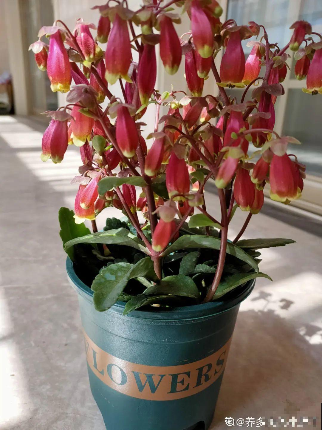 卫生间里养盆蕨，净化空气，满眼绿意