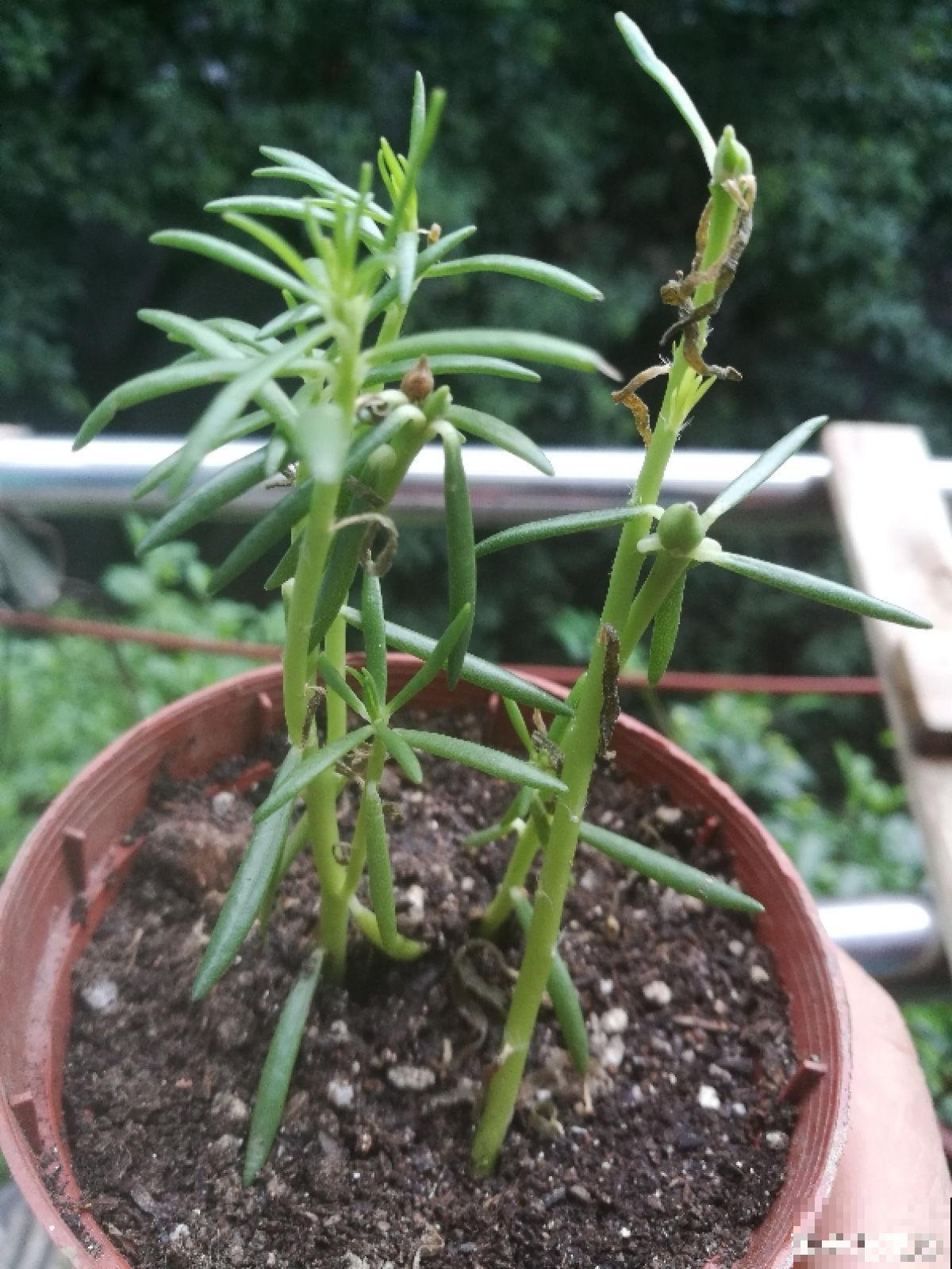 秋天要抓住机会扦插，5种花现在扦插正合适，生根率很高