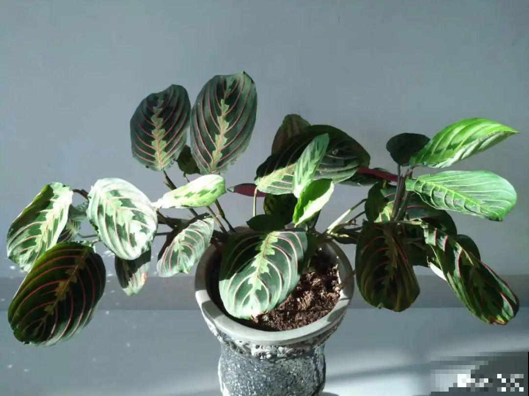 10种花,看着贵气有格调,实际价格很便宜 10种花,看着贵气有格调,实际价格很便宜