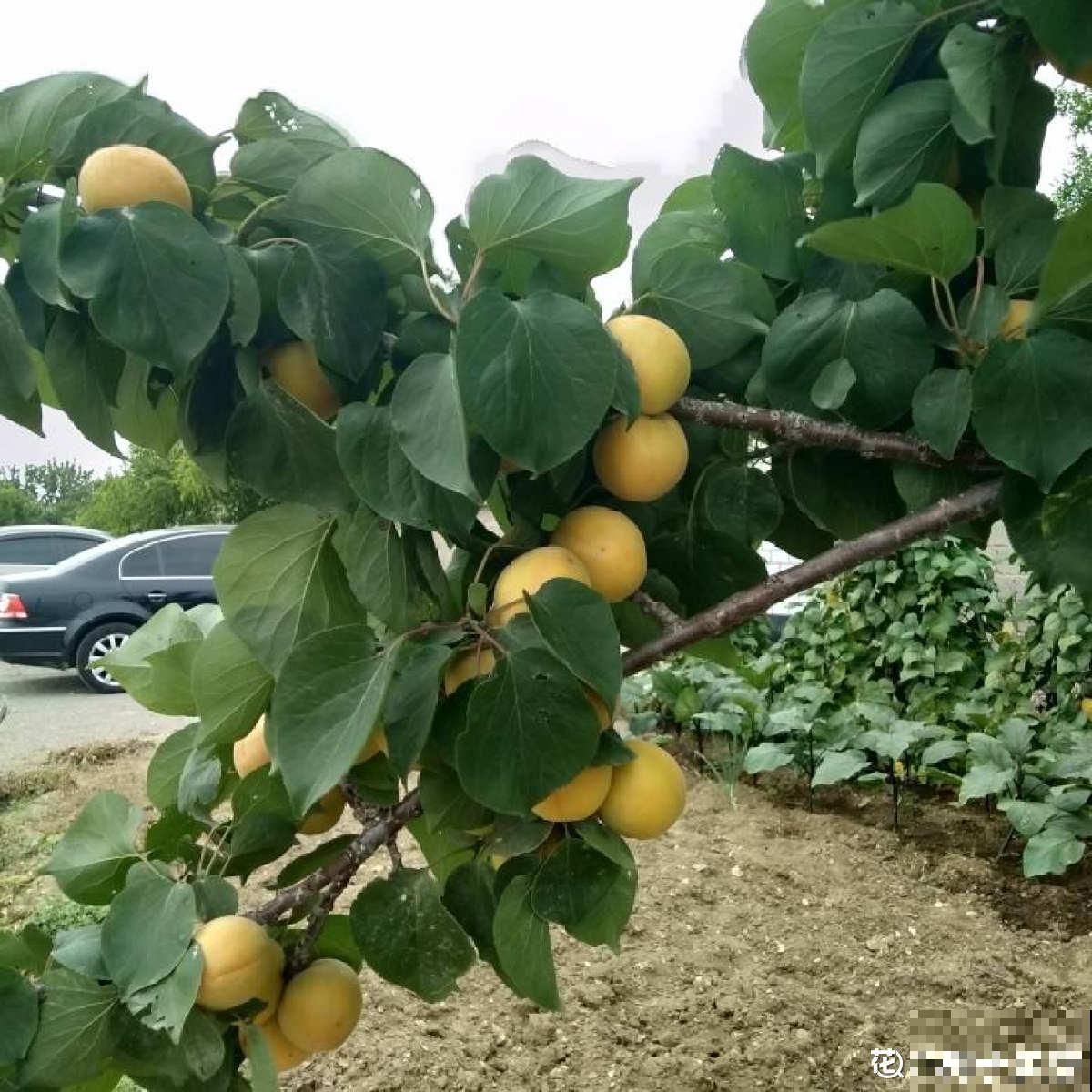 院子里种了棵杏树,没想到惹了麻烦,天天生气 院子里种了棵杏树,没想到惹了麻烦,天天生气