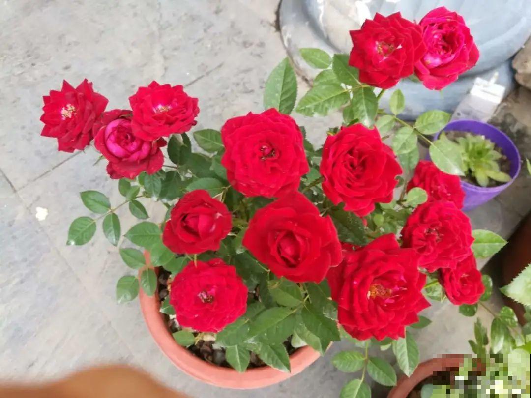 10种花并不是一次性,掌握养护要点,还能复花 10种花并不是一次性,掌握养护要点,还能复花