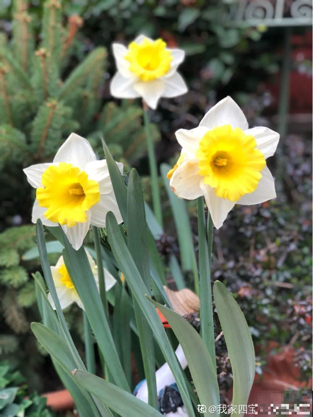 现在适合种11种花，耐寒好养活，呼呼开花爆盆