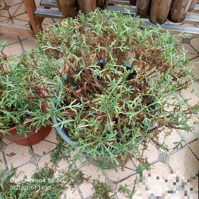 三伏天,8种花进入“鬼门关”,切莫大意 三伏天,8种花进入“鬼门关”,切莫大意