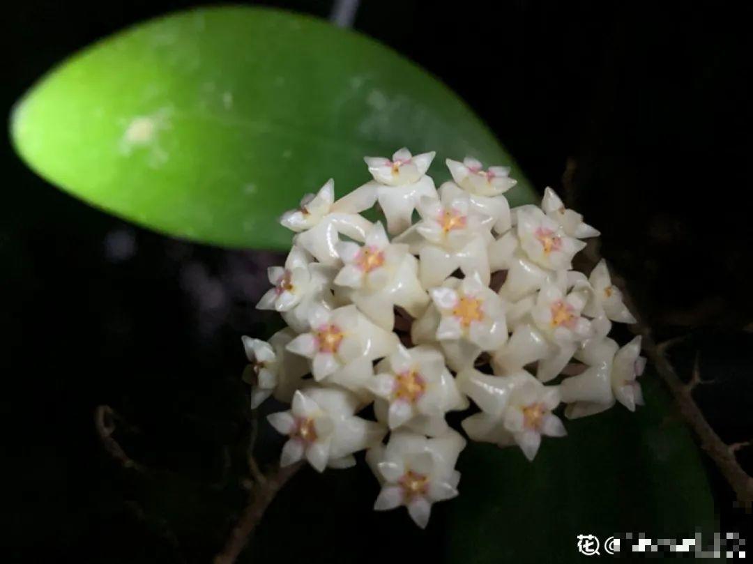 活的“香水花”,夏天一直开,满院子都是花香 活的“香水花”,夏天一直开,满院子都是花香