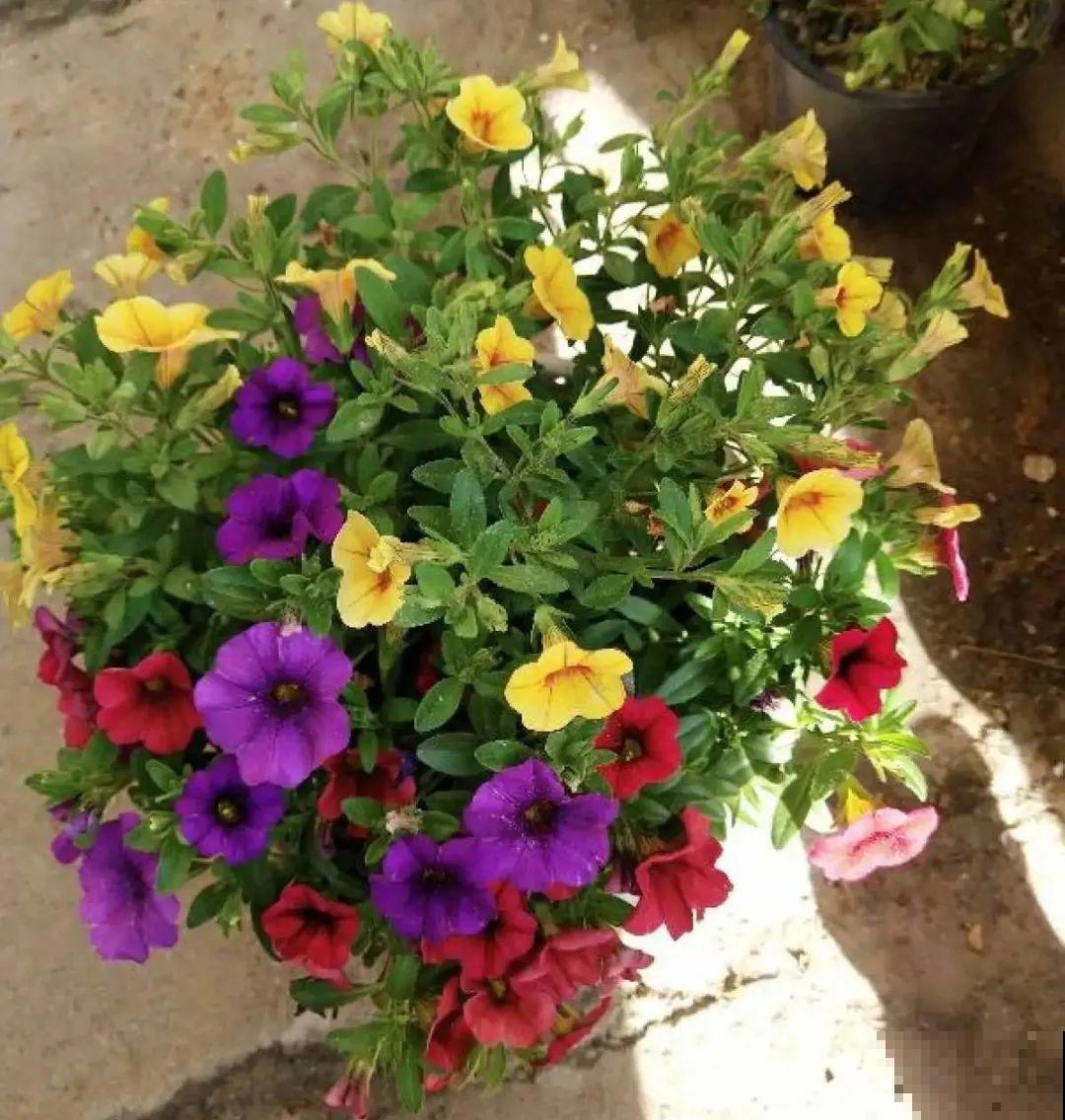 网购回家的花，一定要第一时间打开，不然都闷死了