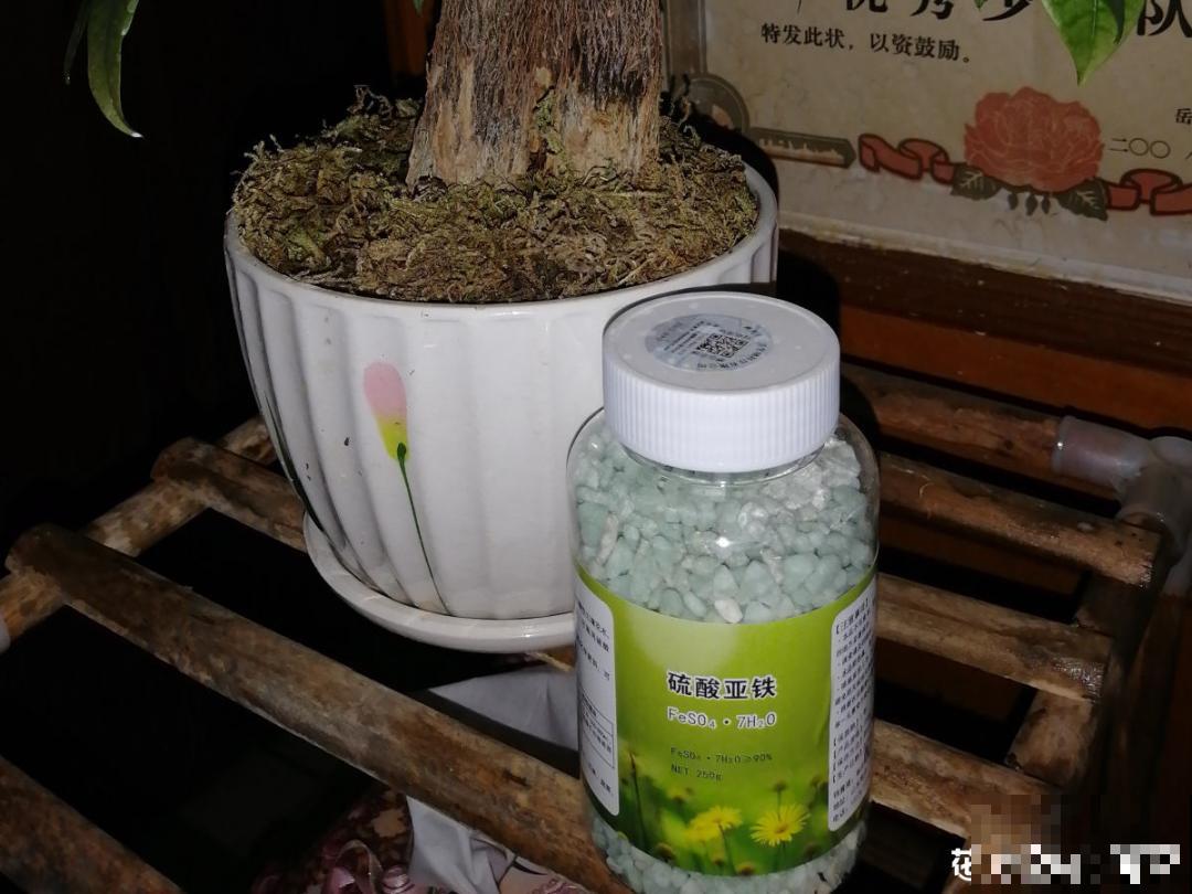 植物搬出门，痛快淋场雨，植物越来越旺
