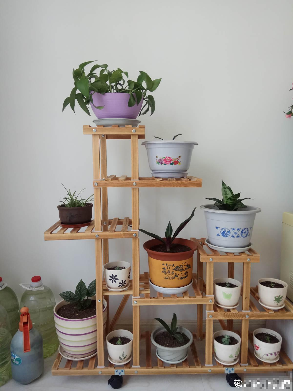 增加养花幸福感的“伴侣”，这3种必不可少，很容易就买到