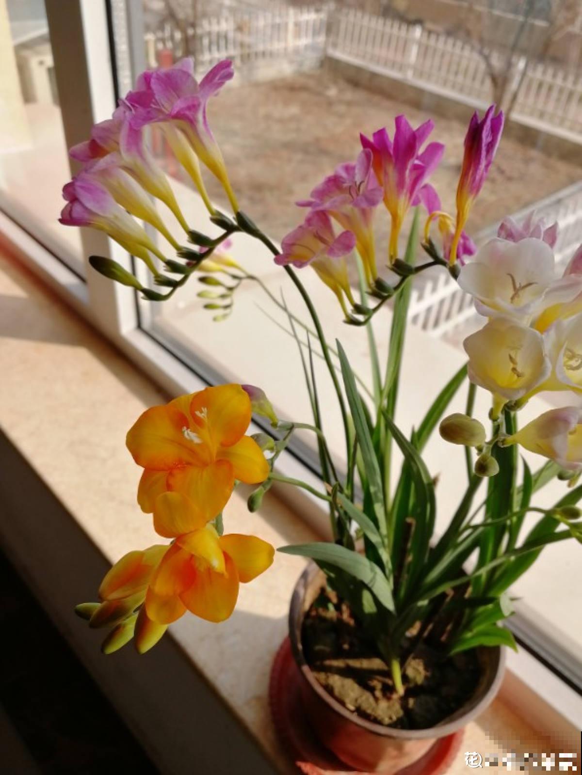 趁着秋天到，赶紧种上3种花，明天春天就能开花