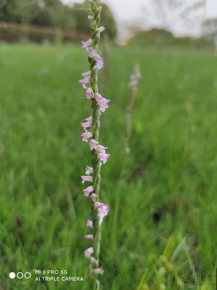 路边野花别乱采，采了有麻烦，再好看也别碰