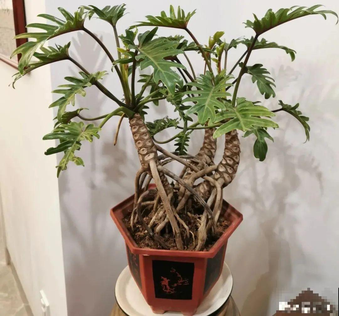 10种花,看着贵气有格调,实际价格很便宜 10种花,看着贵气有格调,实际价格很便宜