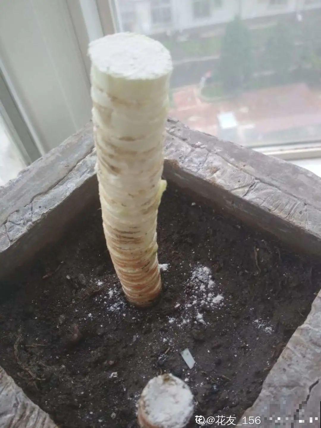 6种花夏天难养，贴土面砍一刀，新芽呼呼冒