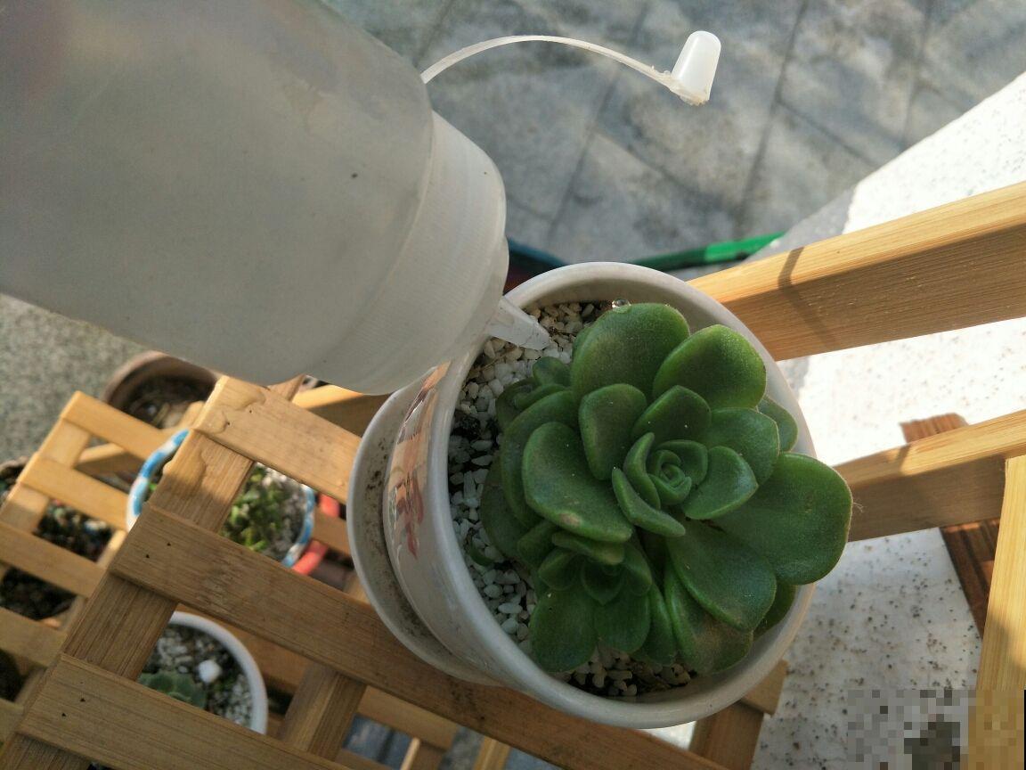 养花必不可少的小物件，在家常备一些，养花得心应手