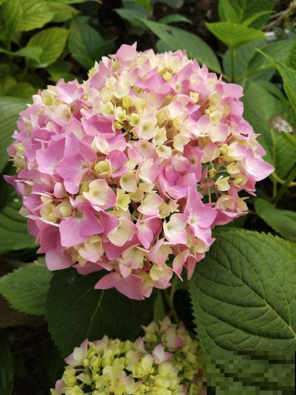 养绣球花不注意方法,难怪你的绣球花不爆盆! 养绣球花不注意方法,难怪你的绣球花不爆盆!