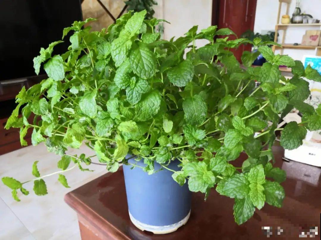 茉莉一长高就剪，别舍不得， 剪对了能快速复花