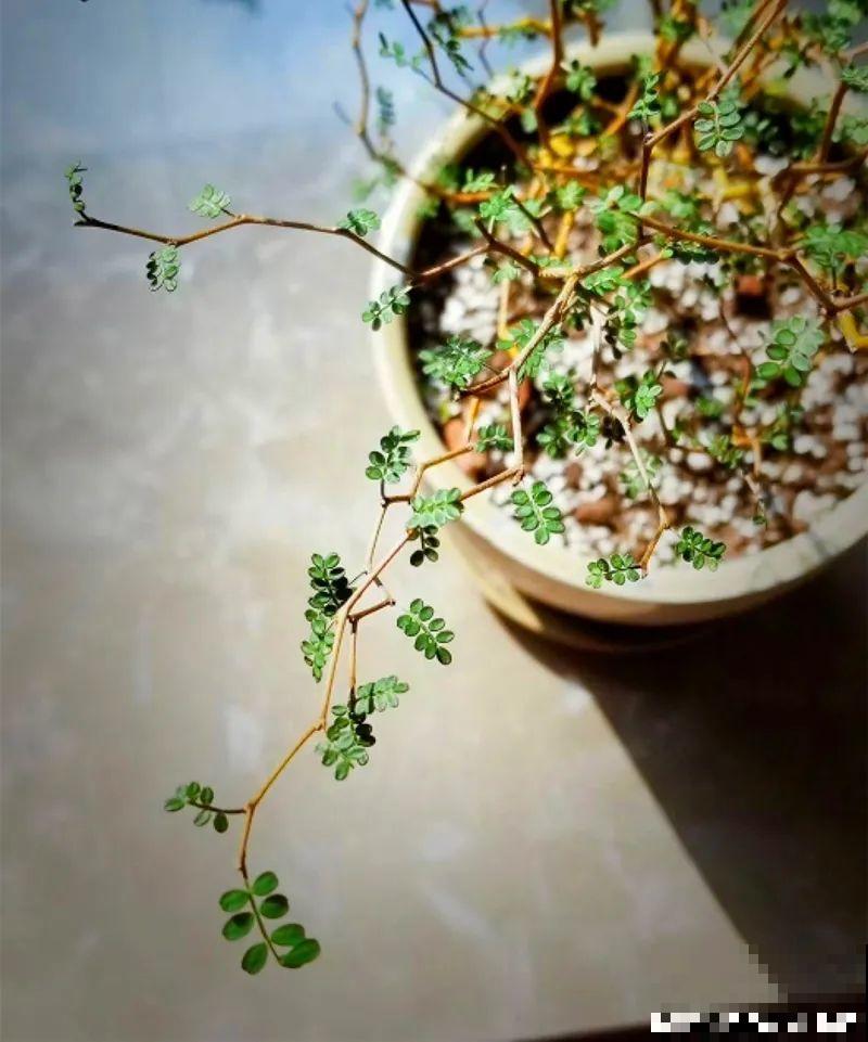 家里别只养绿萝,15种精致耐阴花,光照不好也能长很美 家里别只养绿萝,15种精致耐阴花,光照不好也能长很美