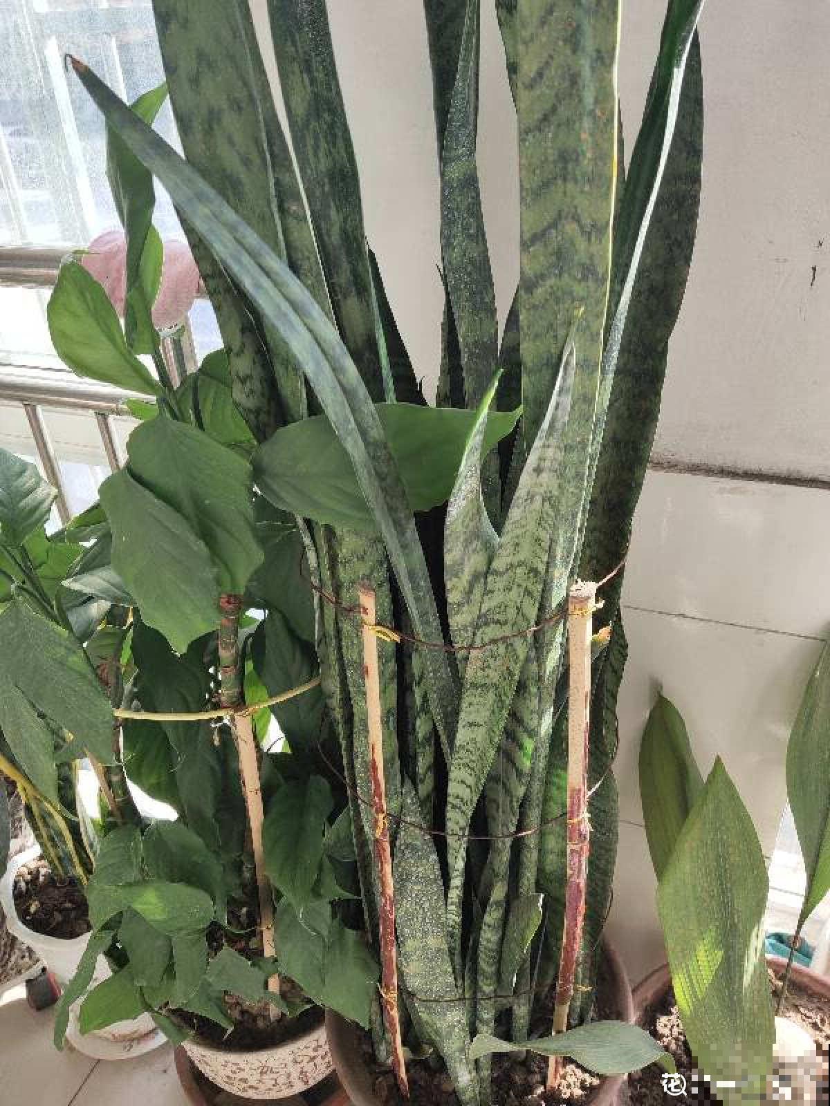 秋天养护虎尾兰,3个要点要注意,冒出满盆“小钢芽” 秋天养护虎尾兰,3个要点要注意,冒出满盆“小钢芽”