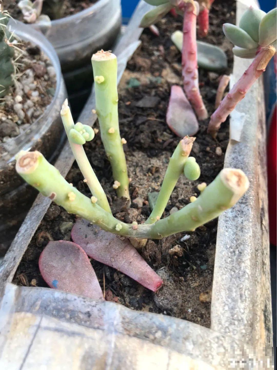 6种花夏天难养，贴土面砍一刀，新芽呼呼冒