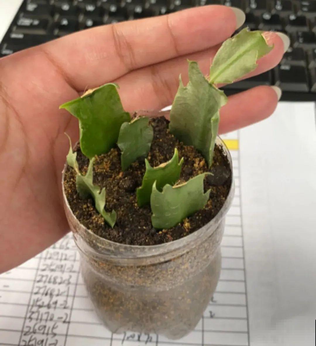 夏天看见气生根,赶紧剪下来,插土里就活 夏天看见气生根,赶紧剪下来,插土里就活