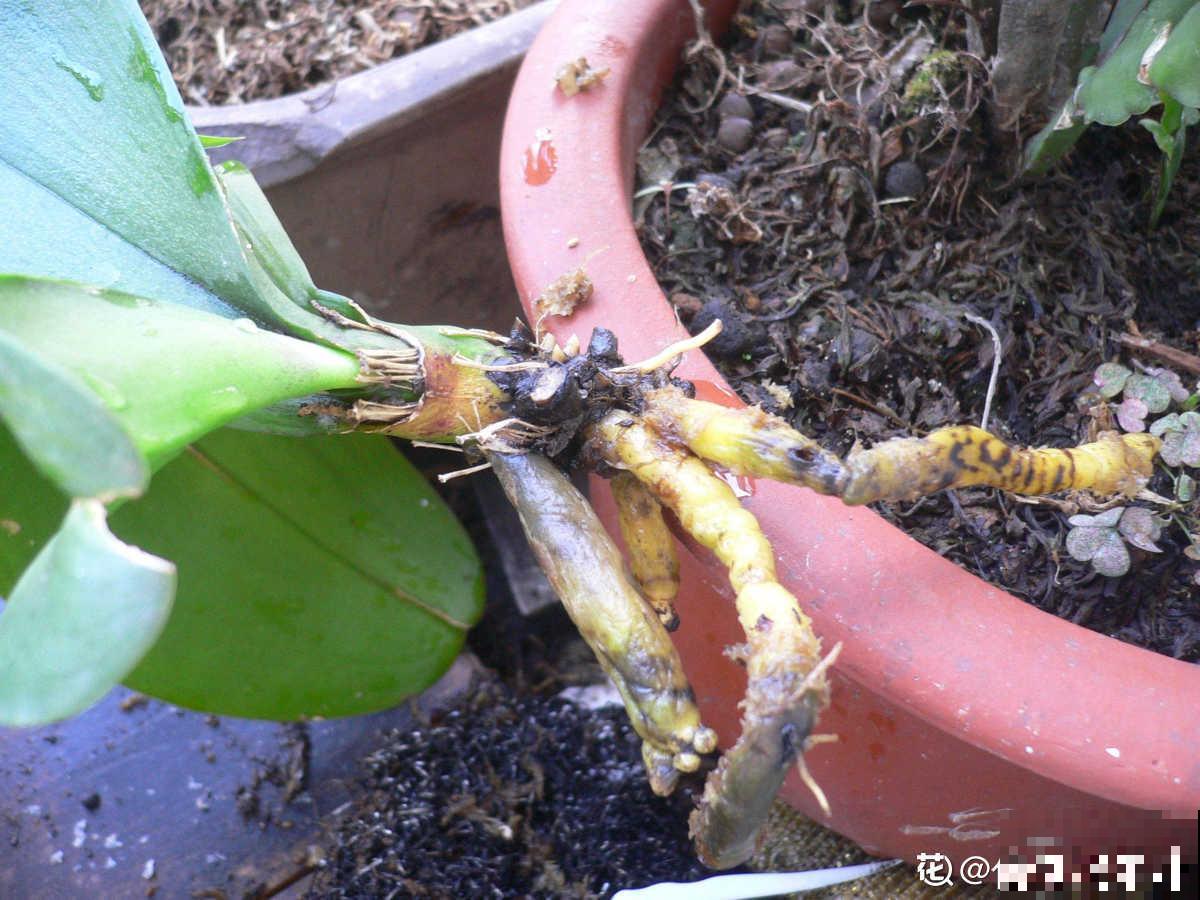 春节的蝴蝶兰挺不过夏天？做好4点，妙手回春不是梦