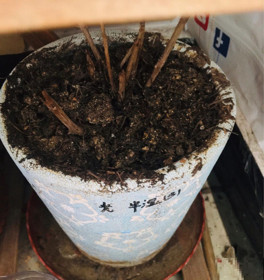 9种花最怕下雨天，一淋雨就死，太心疼了