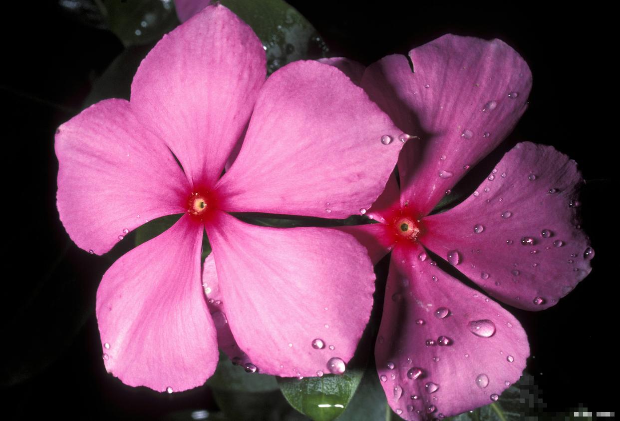 3种“四季花”，养起来简单还好看，让家里四季如春