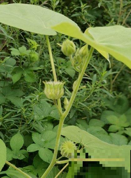 童年常见的20种花，城里很难见到，你认识几种