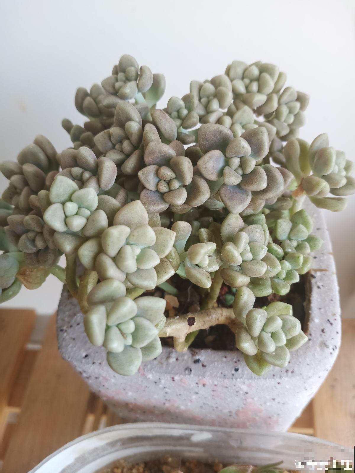 8种超美多肉,秋天抓住时机养,颜值高好养活 8种超美多肉,秋天抓住时机养,颜值高好养活