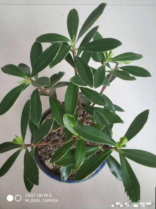 三伏天,8种花进入“鬼门关”,切莫大意 三伏天,8种花进入“鬼门关”,切莫大意