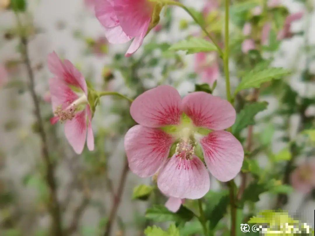 花成了光杆司令，剪一刀撒点药，很快冒新芽