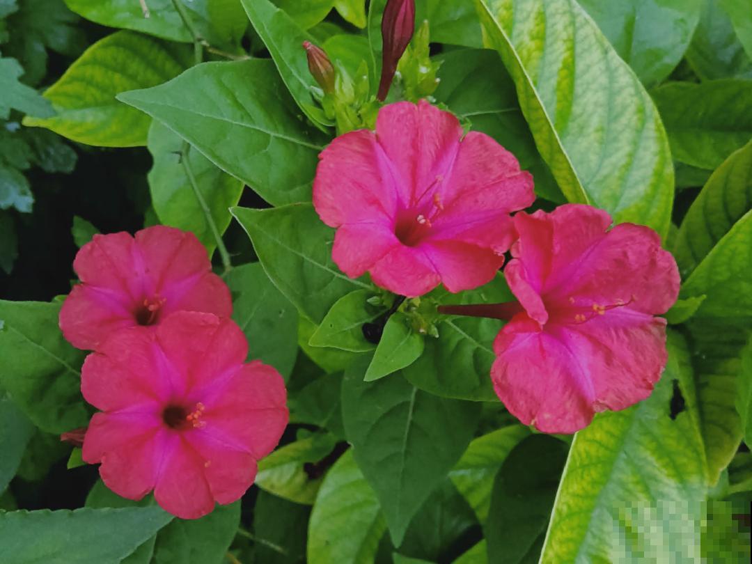 10种花开完不要剪，等20天之后，1盆变多盆