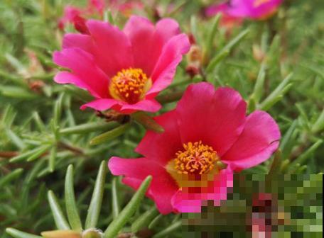 夏天在家养水培花，清清凉凉过夏天，养护超简单