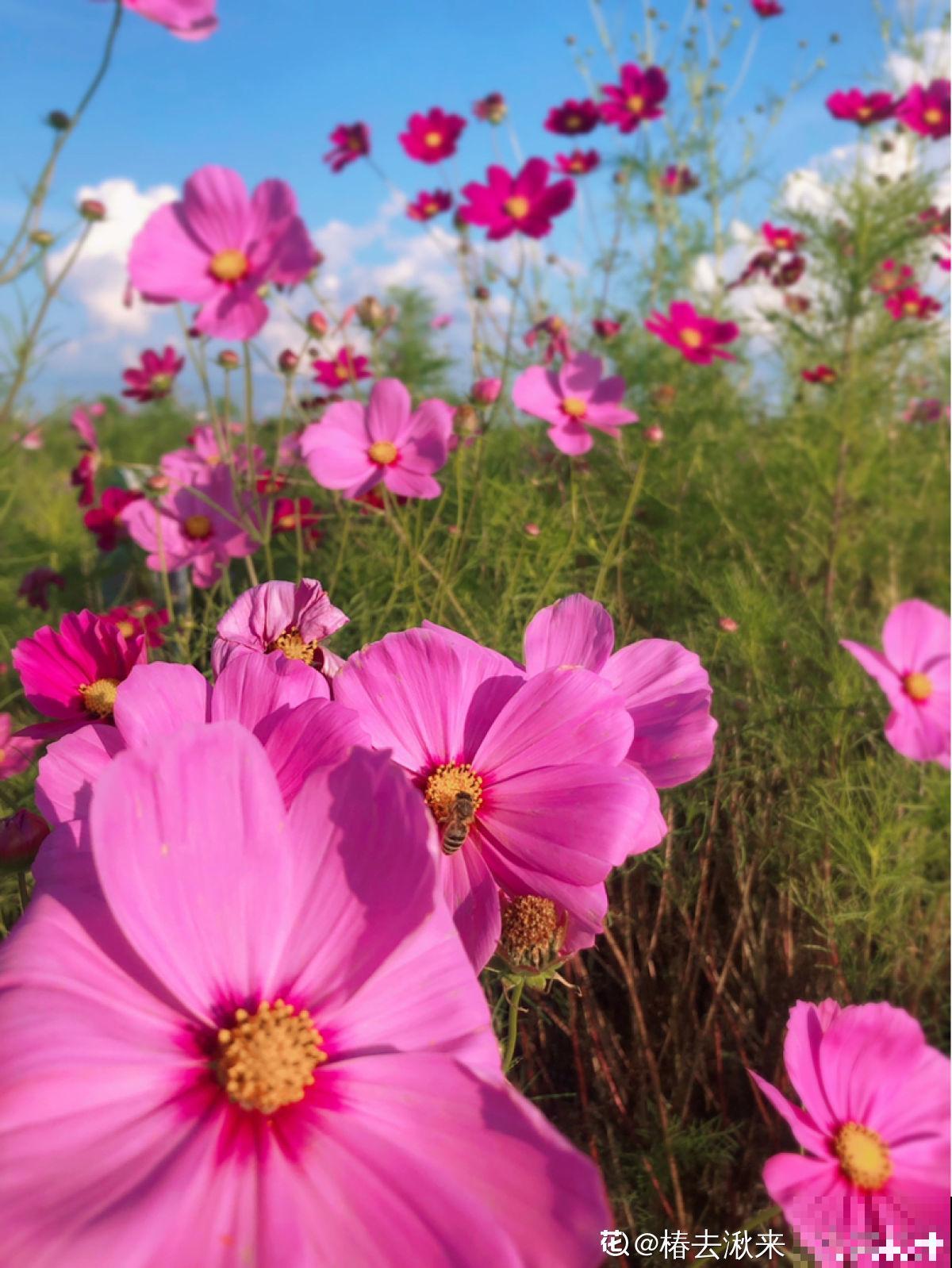 5种花,光听名字就很美,看到实物后,网友感叹:名不虚传 5种花,光听名字就很美,看到实物后,网友感叹:名不虚传