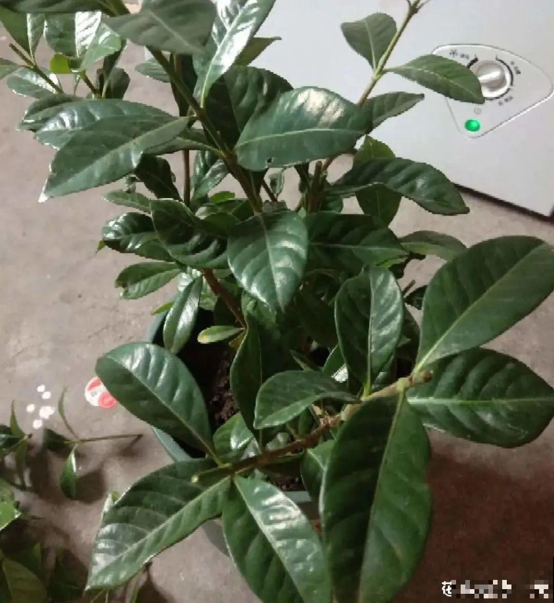 三角梅剪 一剪，搬出去晒晒，呼呼爆花