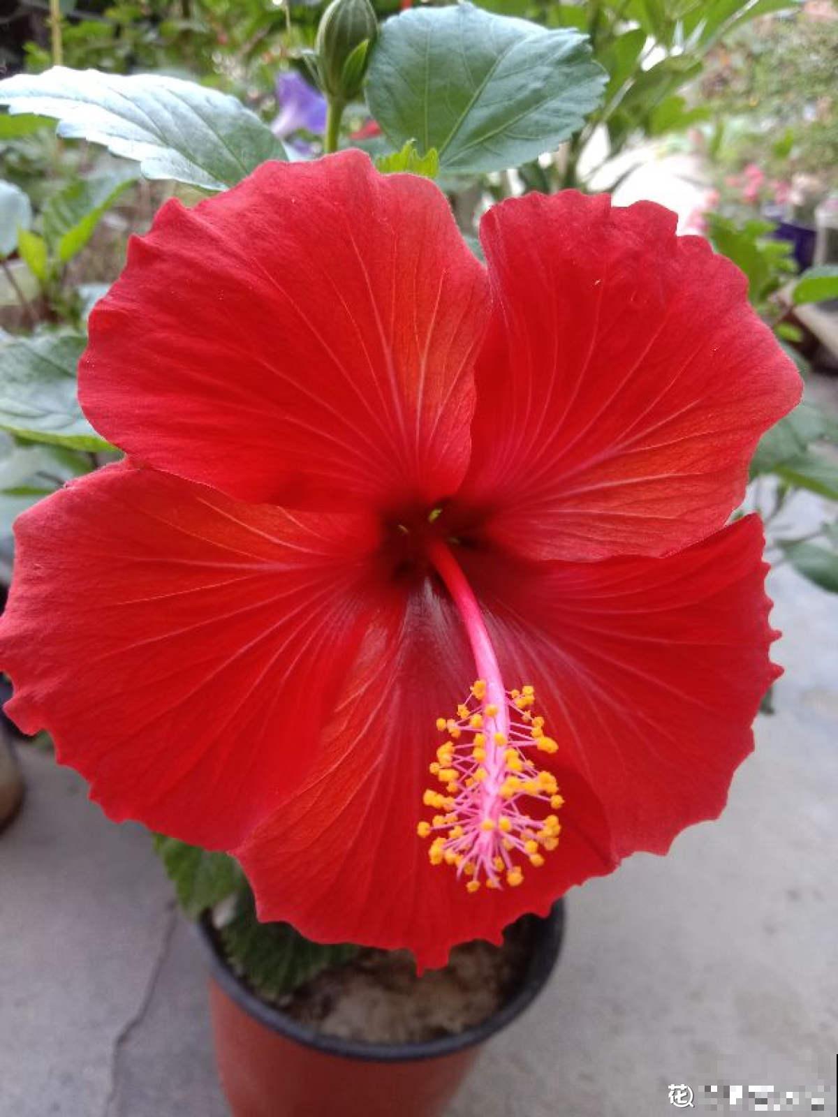 盘点！我国的市花，你听过几个？