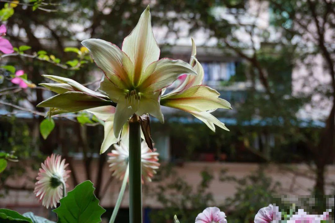 家里养盆朱顶红，开花个个比脸大，牛年养它“注定红”！