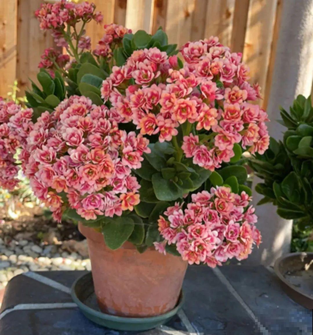 8种花夏天不能买,买回来就死,白浪费钱 8种花夏天不能买,买回来就死,白浪费钱