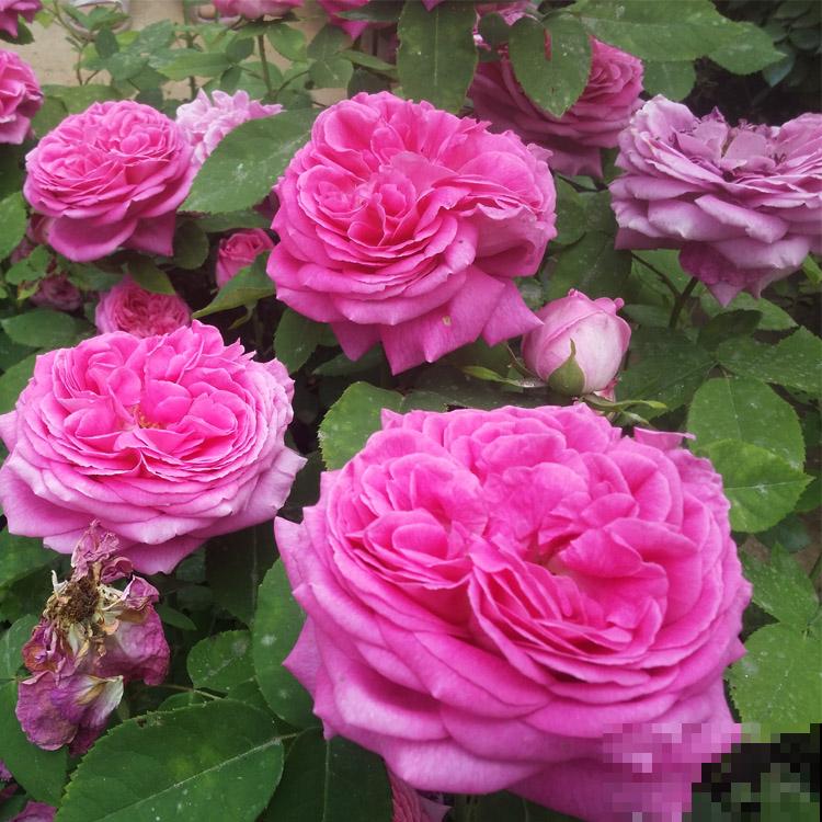 一枝独秀,看牡丹艳压群芳,分享5步牡丹养护方法 一枝独秀,看牡丹艳压群芳,分享5步牡丹养护方法