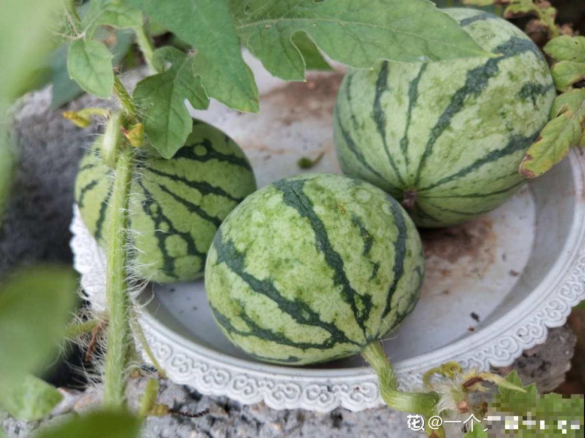 种瓜真能得瓜!学会这4步,阳台砰砰冒西瓜 种瓜真能得瓜!学会这4步,阳台砰砰冒西瓜