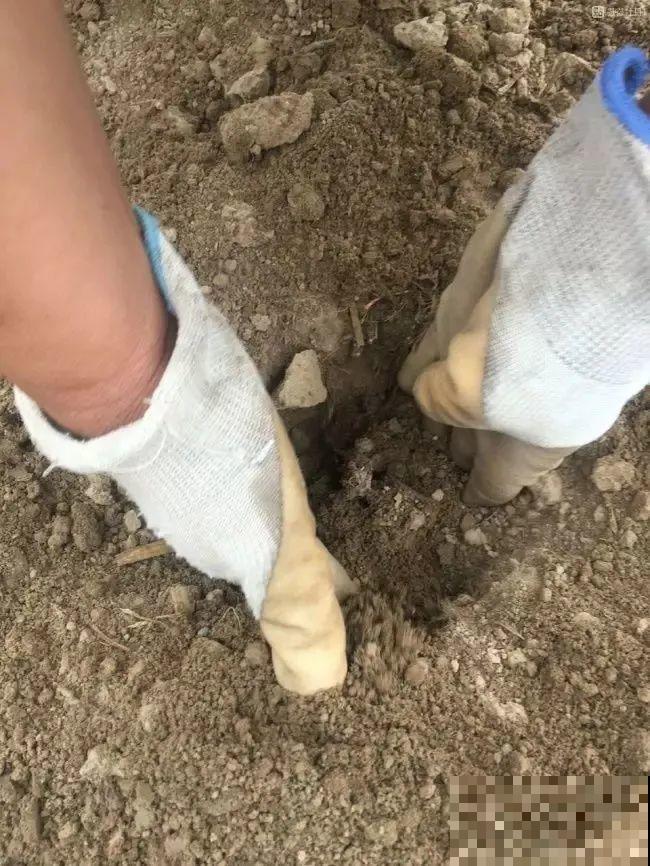 一年只能种一次的花,开花富贵寓意吉祥,堪称“花中宰相” 一年只能种一次的花,开花富贵寓意吉祥,堪称“花中宰相”