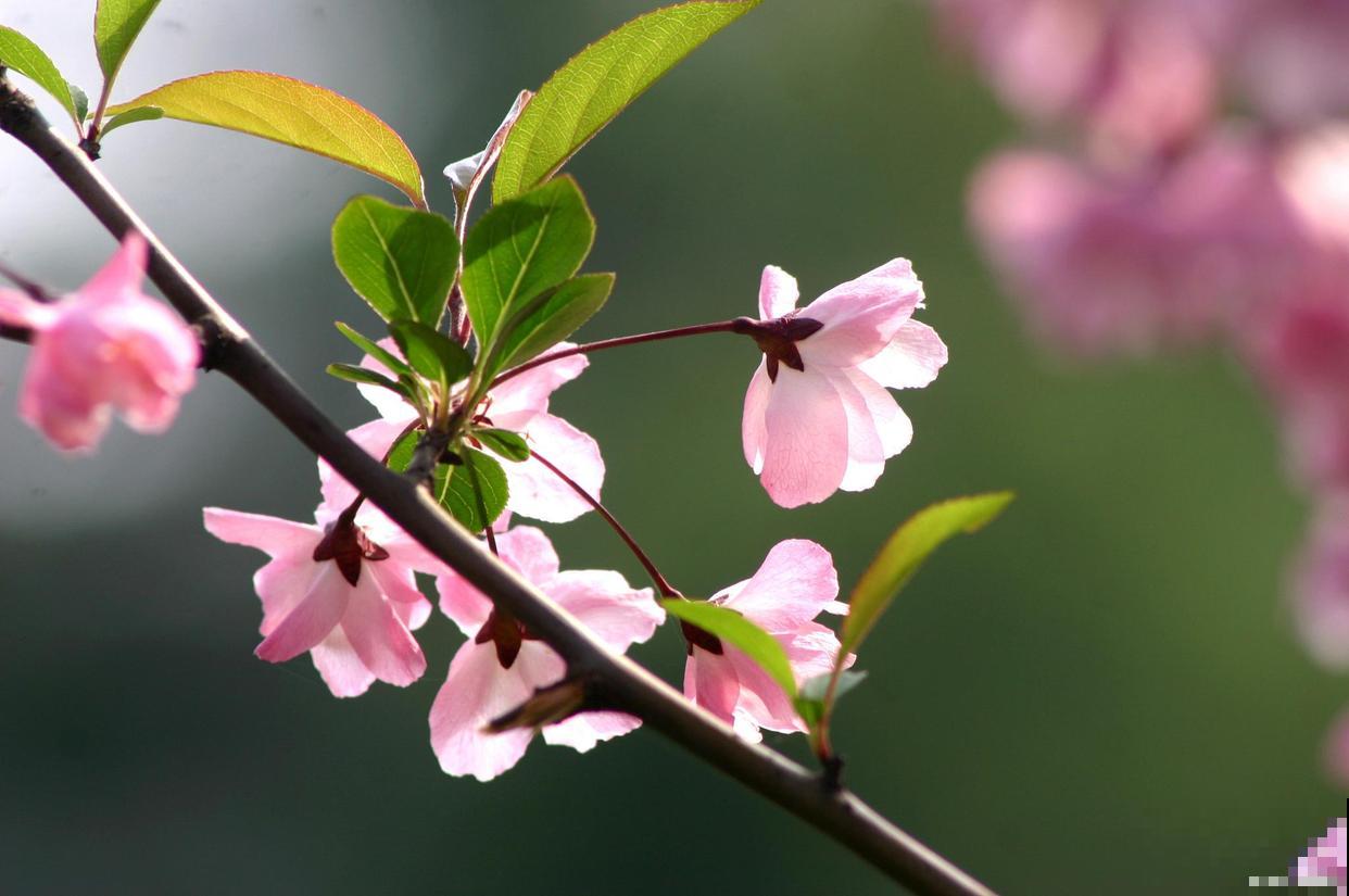 家里养盆海棠花，4个养护要点要记住，植物养得超壮