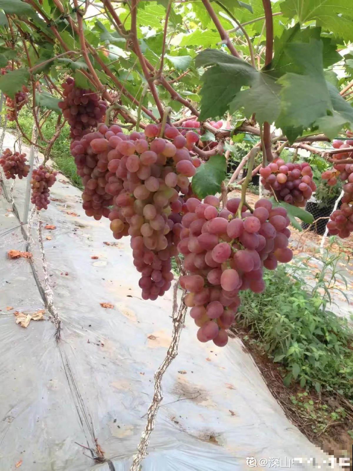 2种方法自制葡萄干，吃起来放心，成就感满满