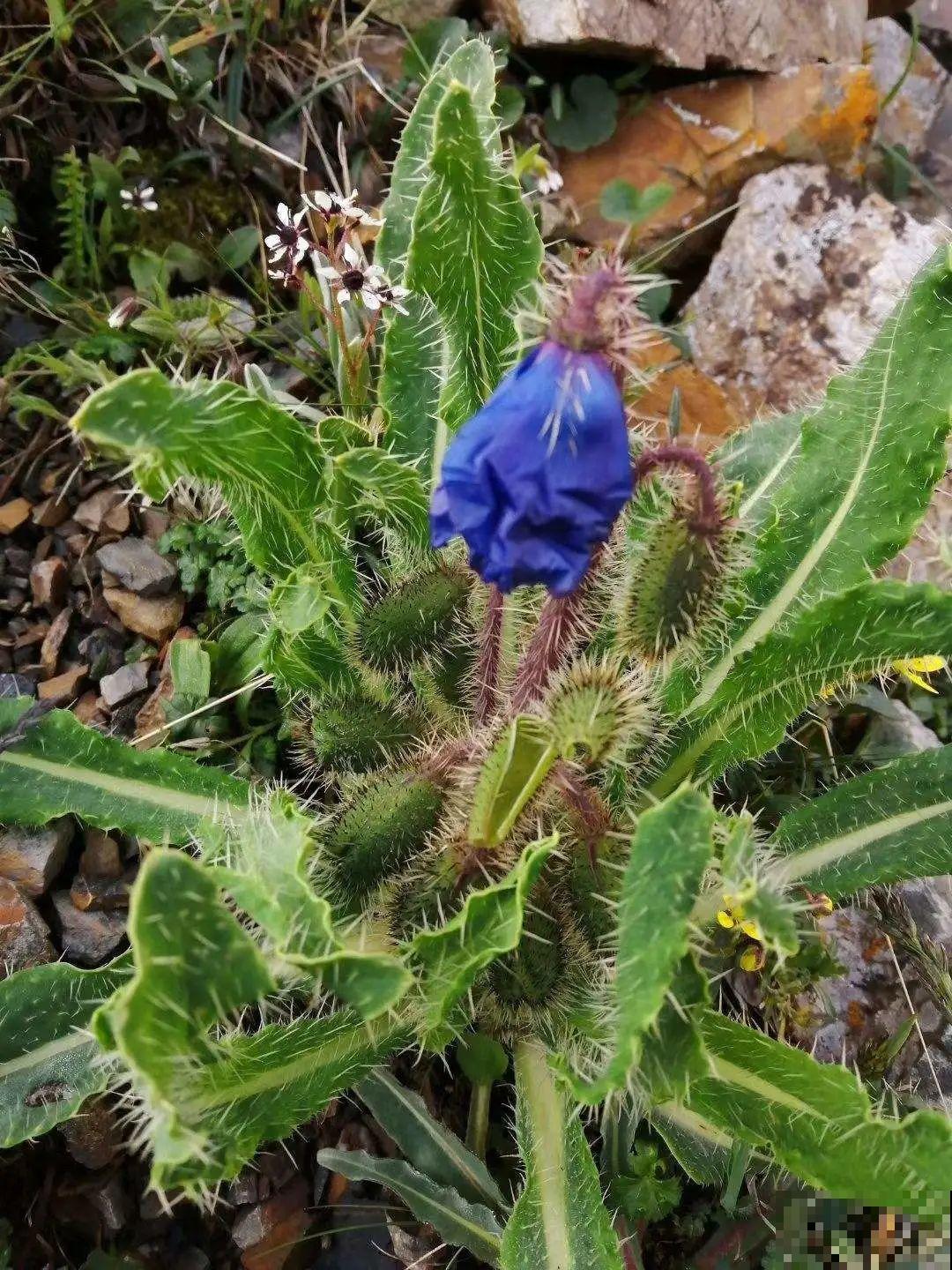 路边野花别乱采，采了有麻烦，再好看也别碰