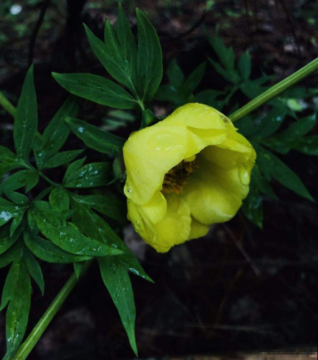 路边野花别乱采，采了有麻烦，再好看也别碰