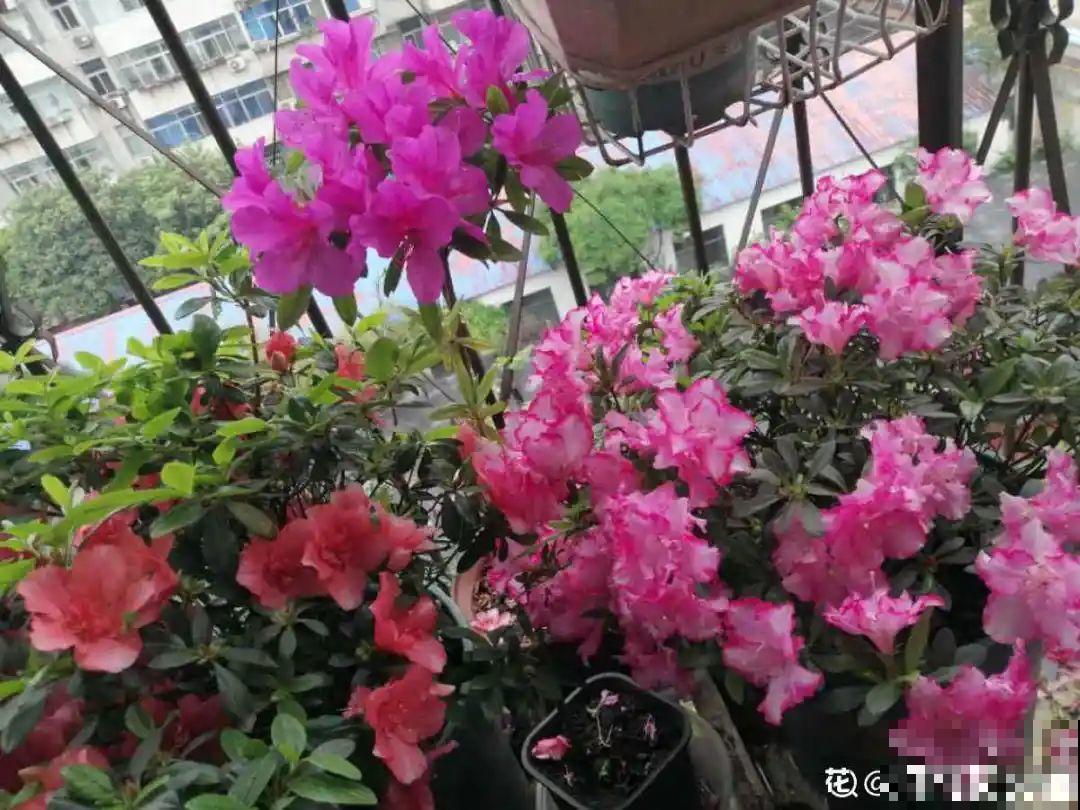 百合开花后，养分消耗太大，补充肥料是关键